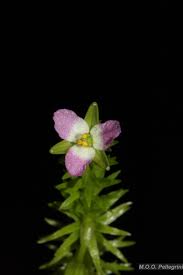 Image result for Mayacaceae