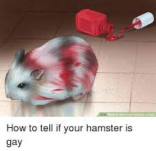Wiki How To Give Your Hamster A Bath Hamster Meme On Me Me