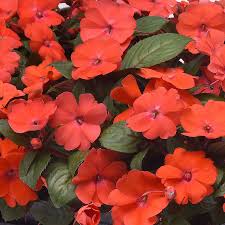 Image result for Impatiens oreocallis