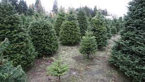 Christmas Tree Shopping Christmas Tree Shopping Guide Know Your Varieties