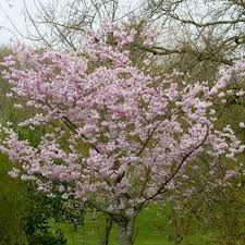 There are many trees widely available for smaller gardens, in all shapes and sizes, evergreen and deciduous. 5ft Accolade Cherry Blossom Tree 9l Pot 47 99