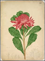 Waratah Botanical Flowers Botanical Prints Vintage Illustration Art