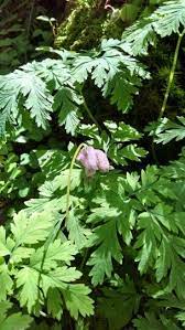 Bleeding Heart Flower From Oregon Bleeding Heart Flower Flower Heart Bleeding Heart