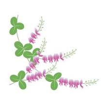 萩柄の着物は夏 秋に着よう わかる着物の柄 花 イラスト 萩の花 花