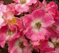 Bare root roses can be ordered all year round for delivery between january and may depending on your zone. American Pillar Rose 1 Quart Rose Roses All Gardener Direct