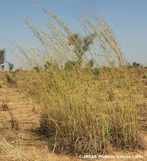 Image result for Andropogon