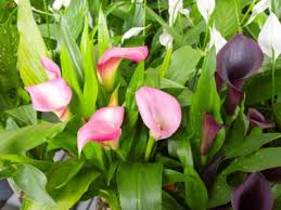 Contemporary stunning arrangement of calla lillies, willow, bells of ireland, viburnum and finished off with aralia leaves,deliver in edinburgh,uk flower deliveries. Learn How To Grow And Care For Calla Lily Flowers