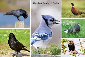 Dove you're calm and sweet! Birds In The Garden Which To Attract Which To Deter By Budget101 Com