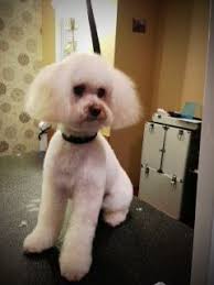 Maltipoo Haircuts Styles Maltipoo Haircuts Haircut Pictures Maltipoo