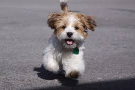 Pin By Kiri Mccale On Dogs Hair Poodle Mix Breeds Dog Best Friend Little Dogs