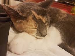 Avada Kedavra The Killing Curse Not Pleasant And There S No Counter Curse There S No Blocking It Only One Known Cat Has Ever Survived It And She S Sitting Right In Front Of Me Cats In the harry potter series, so much magic is unmagical because all the characters can learn it with the right words, wand movement, and enough practice. avada kedavra the killing curse not