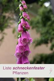 Schneckenresistente Blumen Und Pflanzen Pflanzen Giftige Pflanzen Waldpflanzen