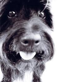 Maybe you would like to learn more about one of these? Best Dog Trainers Dog Behaviorist Los Angeles Happy Paws