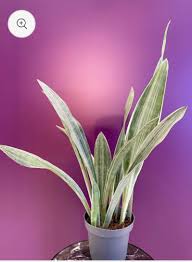 Image result for Sansevieria metallica