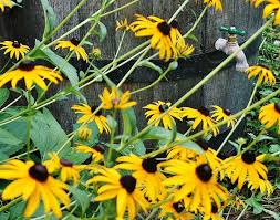 Spots may remain round or develop more of an angular look when they run into leaf veins. How To Prevent Black Spot On Black Eyed Susan Leaves Dengarden