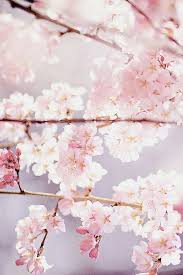 Mstaneyka Cherry Blossom Wallpaper Flower Backgrounds Flower Wallpaper
