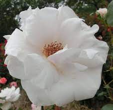 rose sweet afton