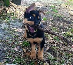 This allows them to train the pup and to grow accustomed to their family as well. German Shepherd And Rottweiler Mix For Sale Petsidi