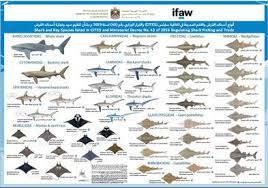 Maybe you would like to learn more about one of these? Shark Identification Poster Ifaw