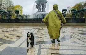 25 fotografij sobak ot britanca kotoryj snimaet ih uzhe 40 let i gotov polayat na model radi fotografii sobak fotografii 40 let