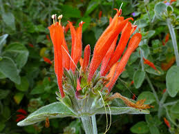 Image result for Dicliptera sericea