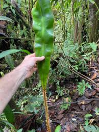 Image result for Elaphoglossum