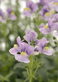 Image result for Nemesia fruticans