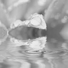 These last few weeks, you may have seen that i have shared a gorgeous set of free adult coloring pages with you. Nature Greyscale Free Printables Chronically Batgirl Colours