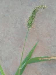 Image result for Setaria parviflora