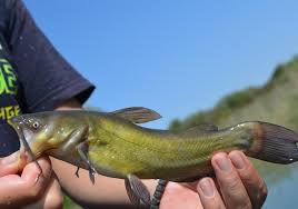 The red, minnesota, mississippi, and st. Milica Jacimovic Black Bullhead Ameiurus Melas In Ponjavica Nature Park Biological Characteristics Effects On Native Ichthyofauna Mass Removal And Experimental Rearing The Rufford Foundation