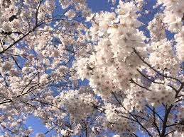 In the full blossom of her career as a writer verb their. Cherry Blossom Varieties How They Bloom Snow Monkey Resorts