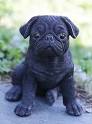 Pug Puppies for Sale - Adoptapet