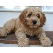 Find out more about the breed from. Cockapoo Puppies In Waseca Mn