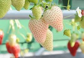 Pineberry