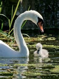 Swan With Cygnet Zhivotnye Lebed Mlekopitayushie