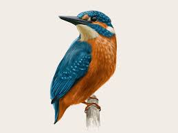 Colorful Birds Flying In The Sky Gif Https Encrypted Tbn0 Gstatic Com Images Q Tbn 3aand9gcqsqgq60fkpzevis0honwr 6ezobhz 6m Bcq Usqp Cau