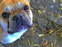 Go over there and *boop* 'em on the nose. French Bulldog Training Tips Tricks Canna Pet