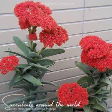 Image result for Crassula perfoliata