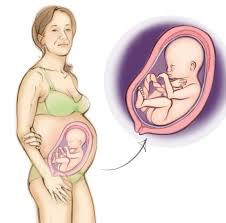 At 27 weeks pregnant, baby is as big as a head of lettuce. Pregnancy Week 27 Nct