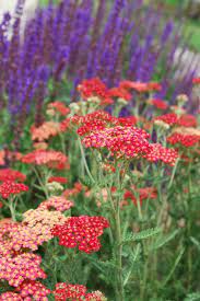 Pin On Flowers