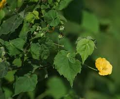 Image result for Abutilon indicum