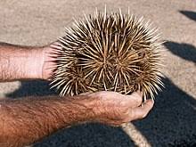 Short Beaked Echidna Simple English Wikipedia The Free Encyclopedia