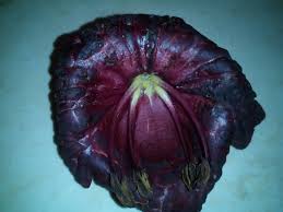 Image result for Blepharis stuhlmannii