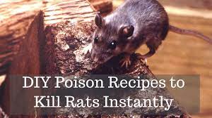 In a building or home, norway rats will always stay close to ground level. How To Get Rid Of Rats With Homemade Poison Dengarden