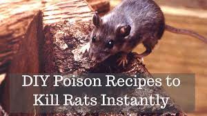 These are the common and most effective way to get rid of the rats at once. How To Get Rid Of Rats With Homemade Poison Dengarden