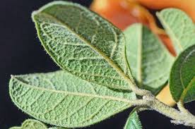 Image result for Combretum hereroense