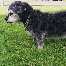 Please remember there are many causes of cough in dogs and cats. 45 Of Elderly Dogs Develop Cancer 9 Signs To Detect It