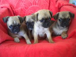 These adorable, friendly, and loving pug puppies are playful and make a great addition to any family. Chug Dog Chihuahua Pug Mix Info Temperament Grooming Training Pictures
