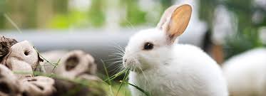 Check spelling or type a new query. Rabbits Pet Bunny Info Care Petsmart