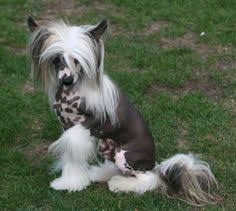 Not all the breeds considered to be chinese actually originate in china. 62 Chinese Crested Ideas Chinese Crested Chinese Crested Dog Chinese Crested Hairless